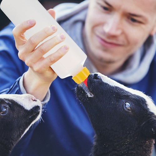 Lamb nursing feeding bottle - nursing,