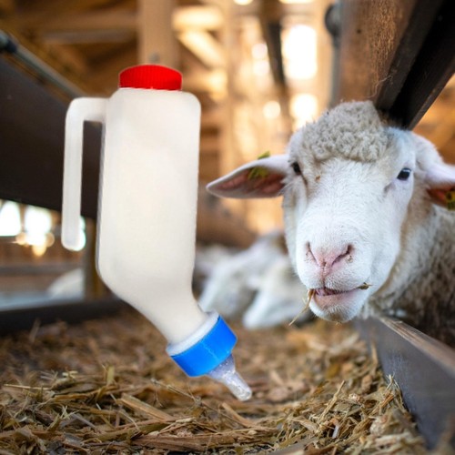Calf bottle with - calf, milk